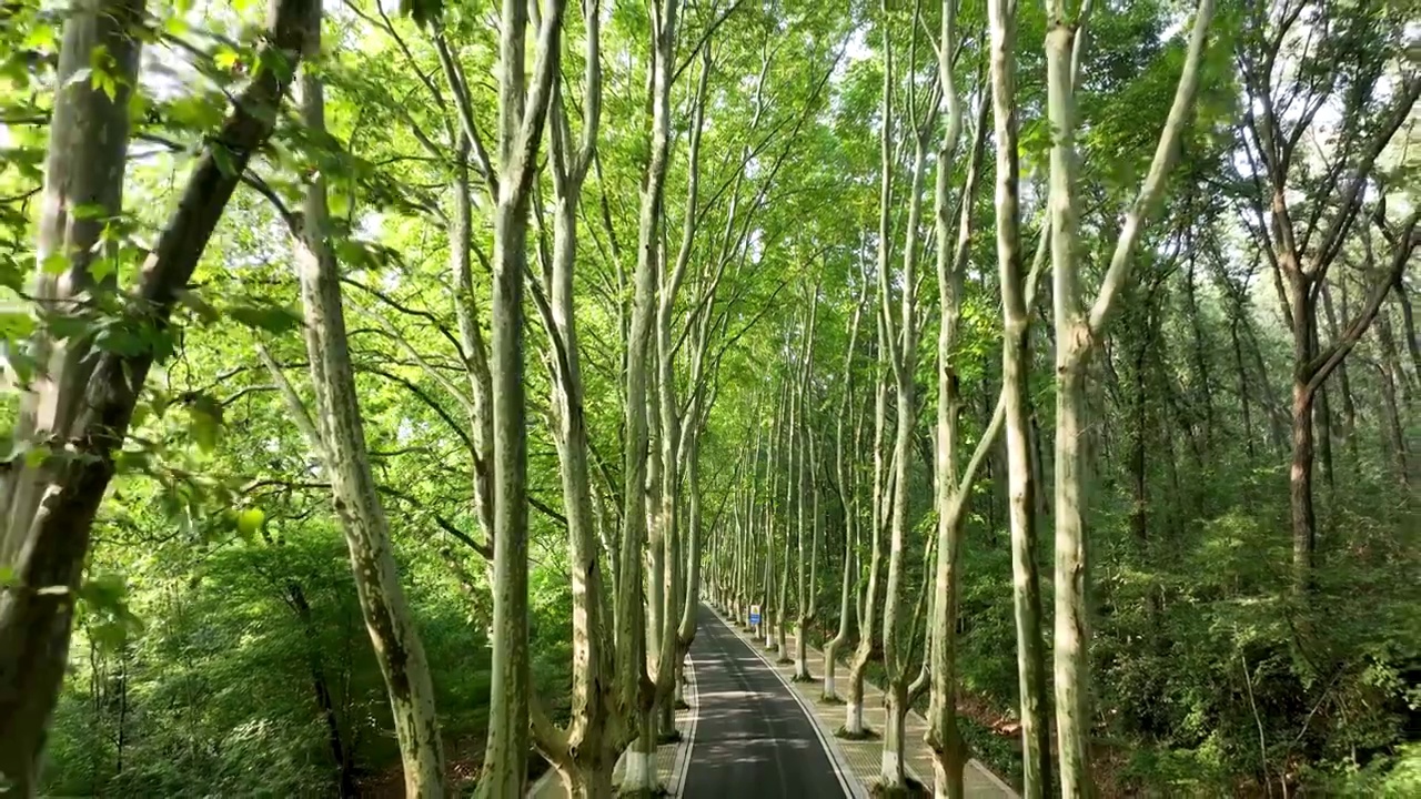 绿意盎然的南京钟山风景区梧桐大道视频素材