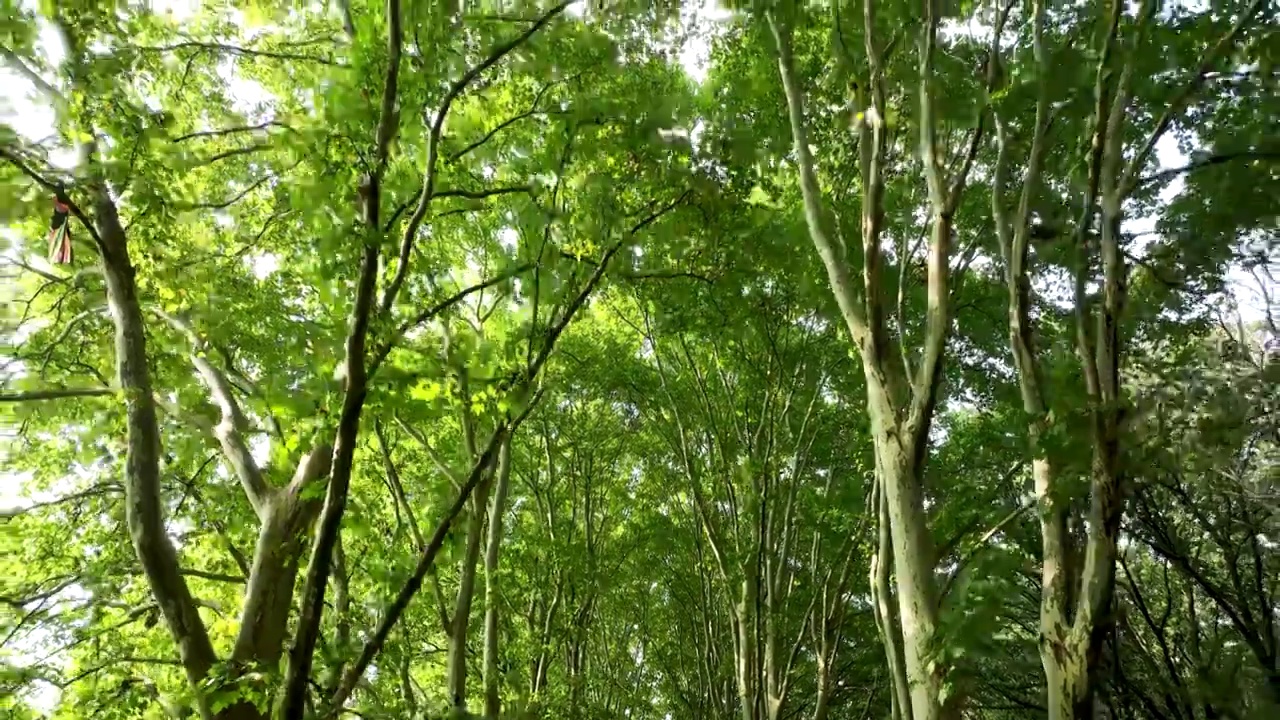 低视角的南京钟山风景区梧桐大道的树木和树叶视频素材