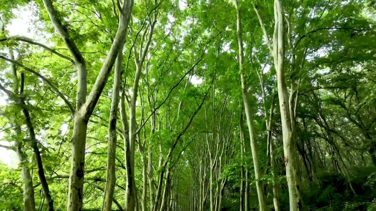 枝繁叶茂的南京钟山风景区梧桐大道视频素材