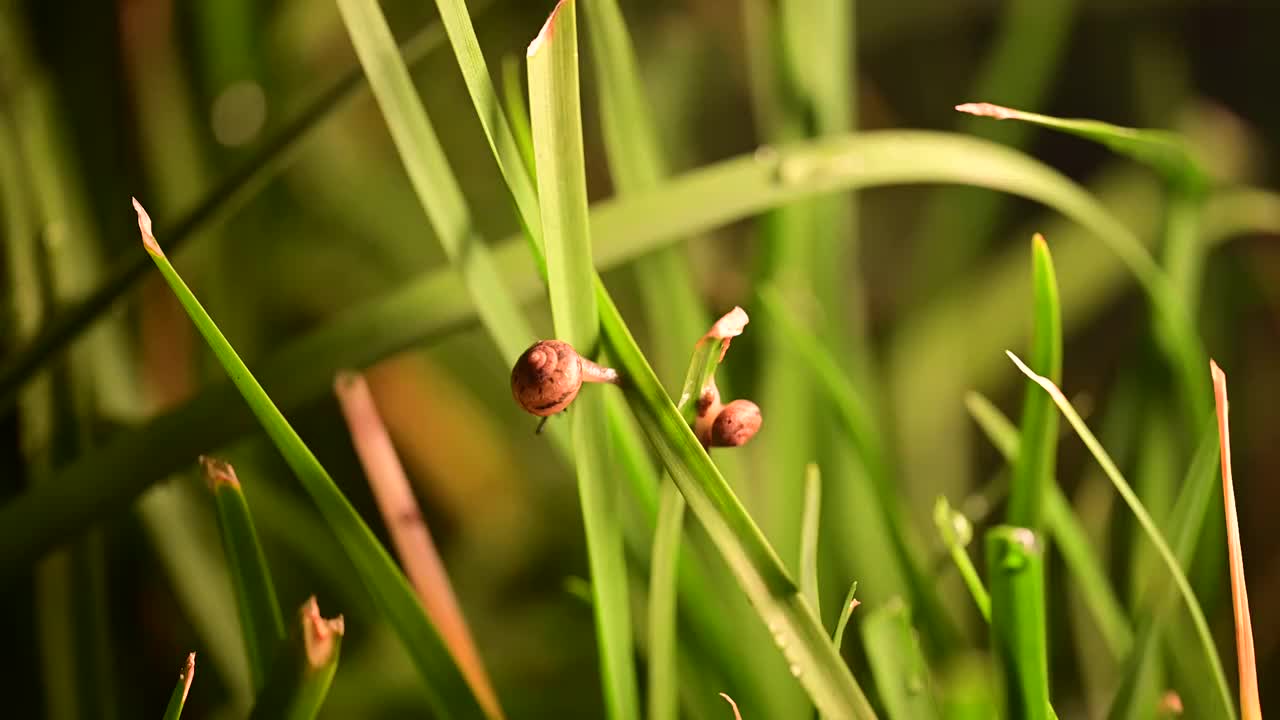 草丛里的蜗牛视频素材