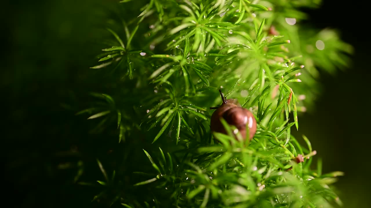 草丛里的蜗牛视频素材