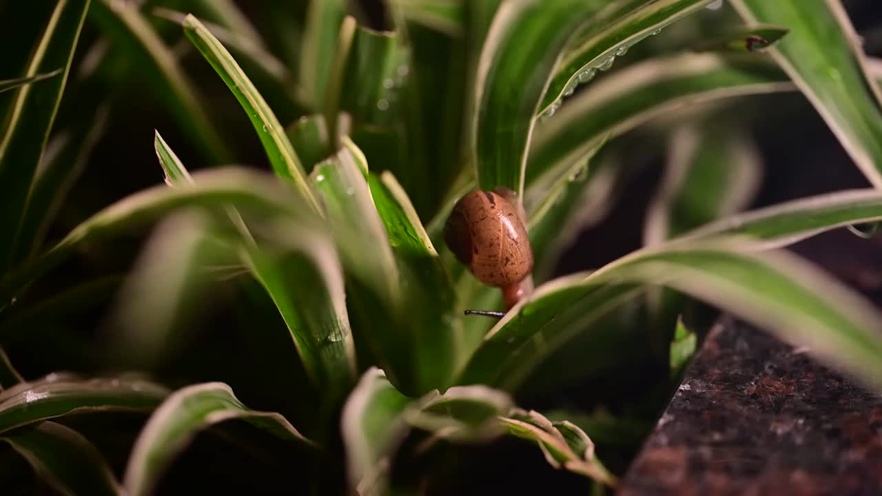 草丛里的蜗牛视频素材