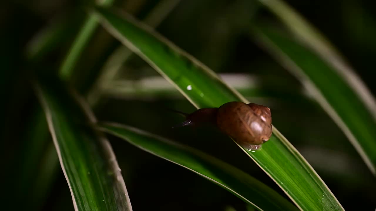 草丛里的蜗牛视频素材