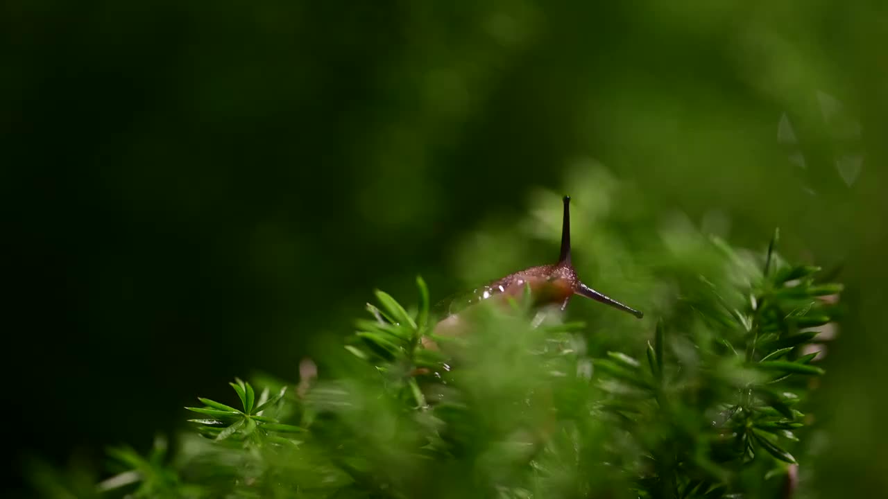 草丛里的蜗牛视频素材