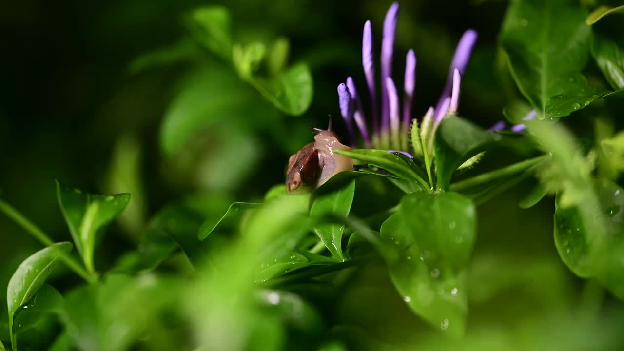 草丛里的蜗牛视频素材