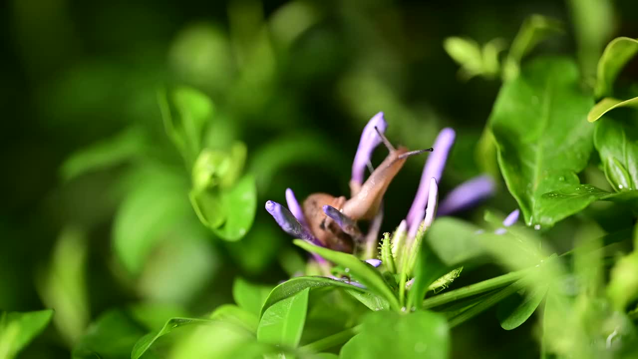 草丛里的蜗牛视频素材