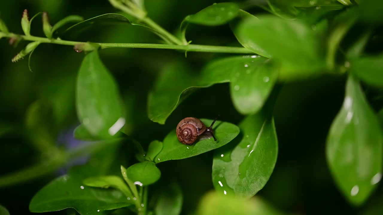 草丛里的蜗牛视频素材