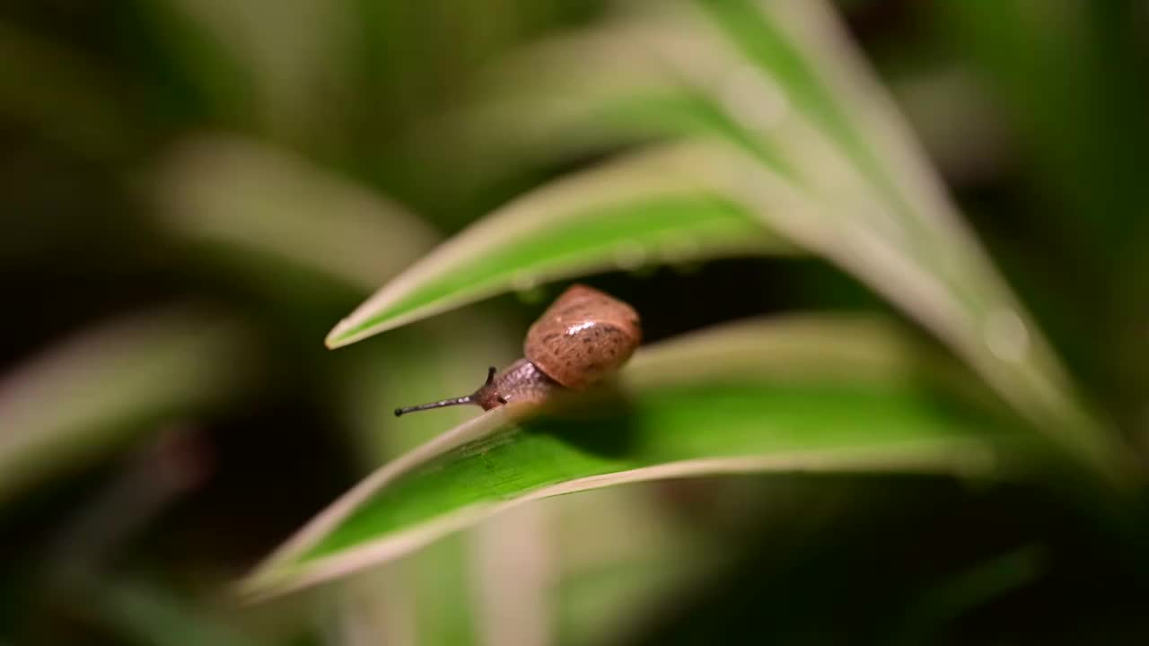 草丛里的蜗牛视频素材