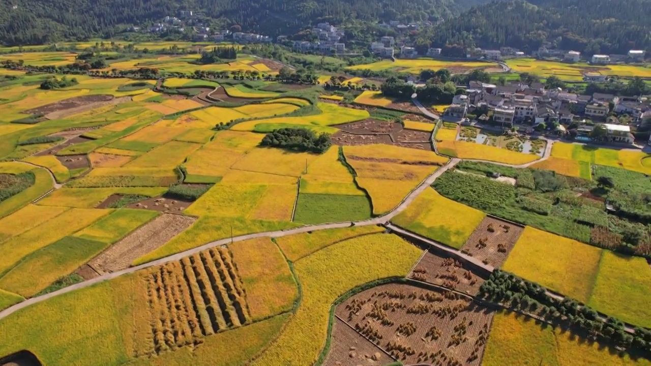 万峰林秋季稻谷金黄色田园风光视频素材