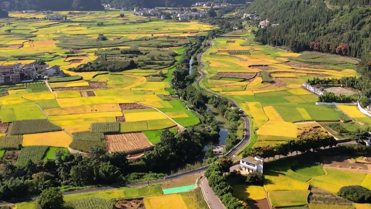 万峰林秋季稻谷金黄色田园风光视频素材