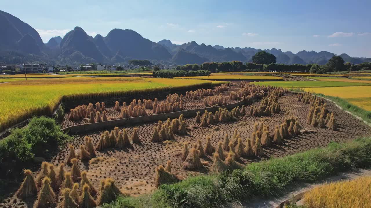 万峰林秋季稻谷大丰收收割视频素材