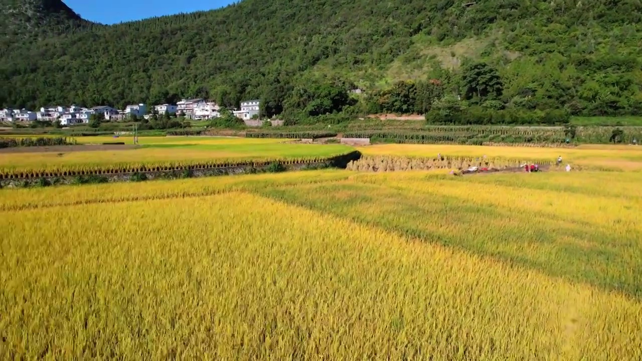 万峰林秋季稻谷大丰收收割视频素材