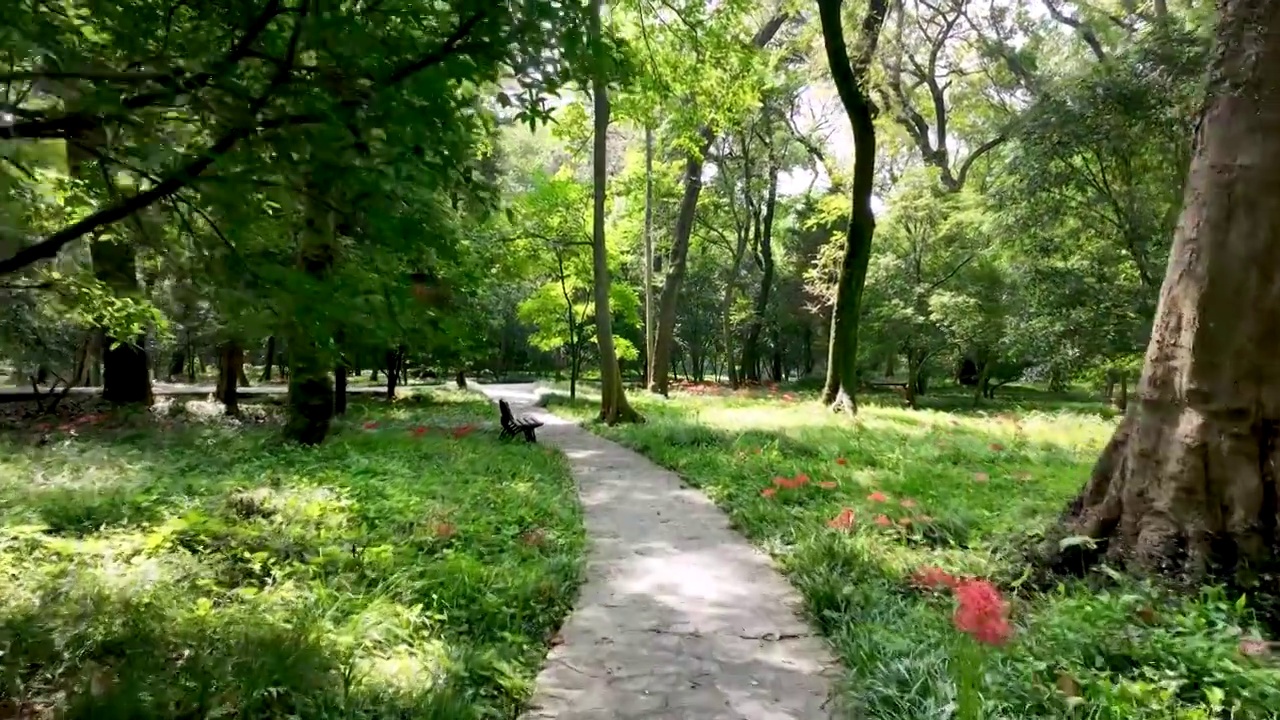 南京灵谷寺景区宁静的小路和路边盛开的彼岸花视频素材