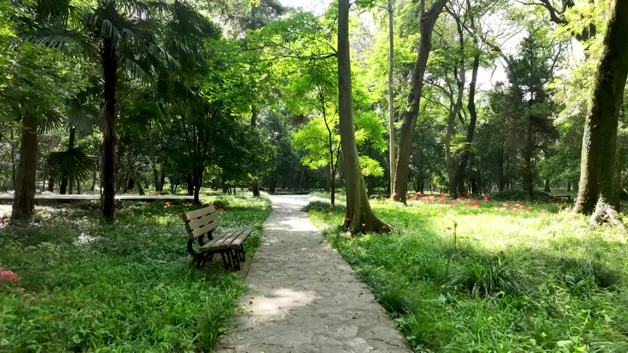 南京灵谷寺景区宁静的小路和路边盛开的彼岸花视频素材