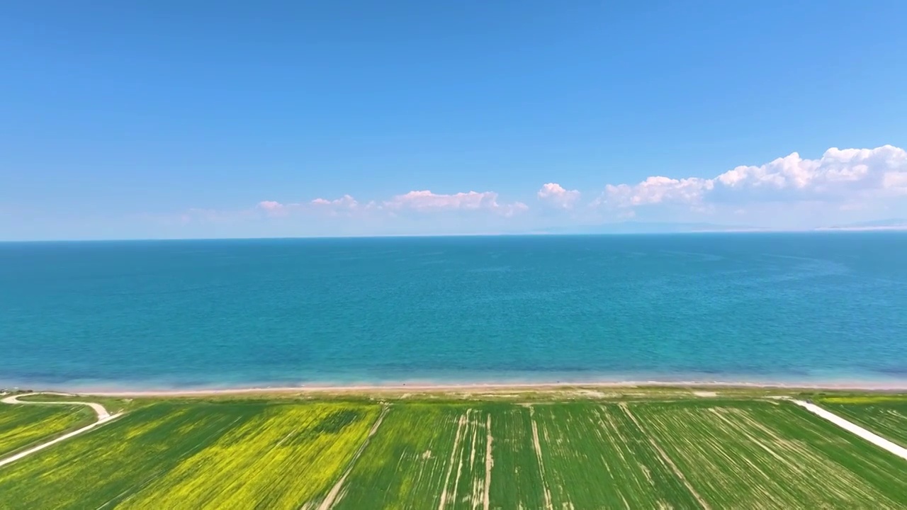 鸟瞰视角夏天青海湖油菜花航拍（前飞拍摄）视频素材