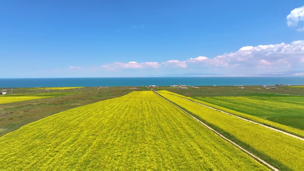 鸟瞰视角夏天青海湖油菜花航拍（侧飞拍摄）视频素材