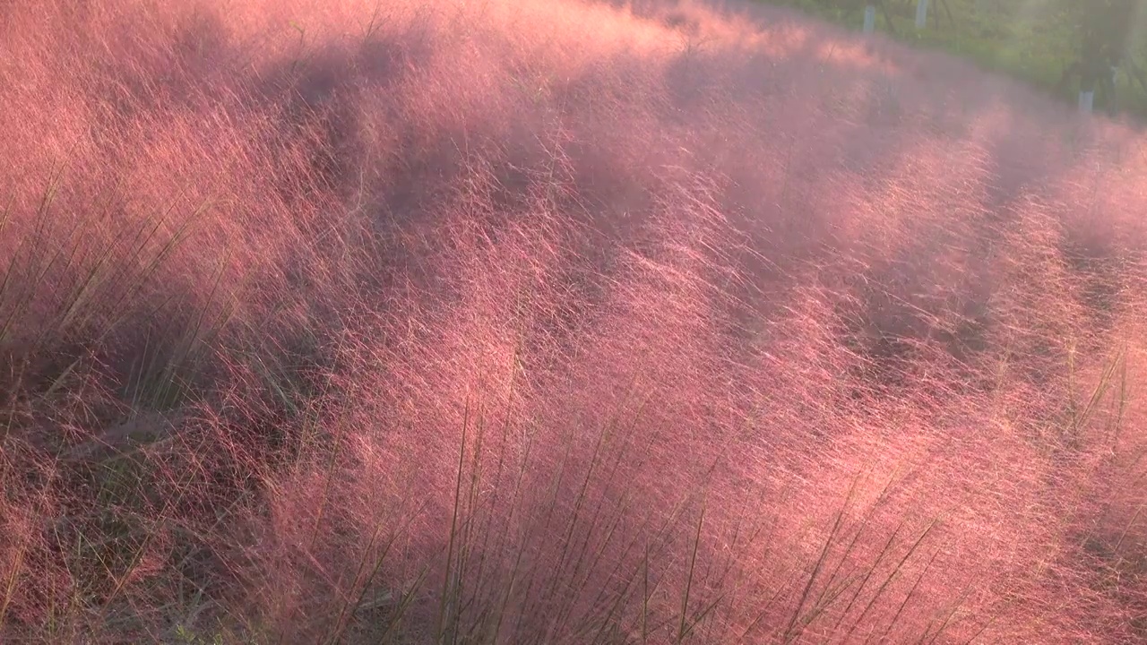 阳光下的粉黛草特写视频下载