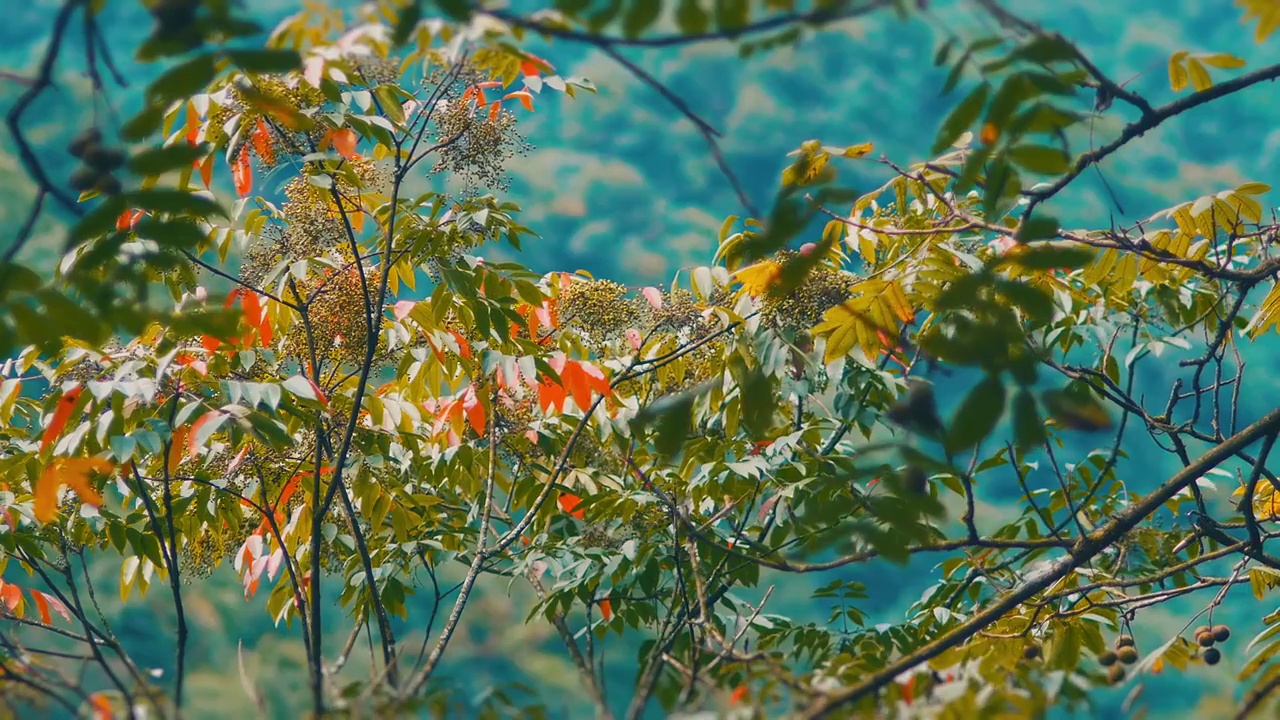 树林里的树叶视频素材