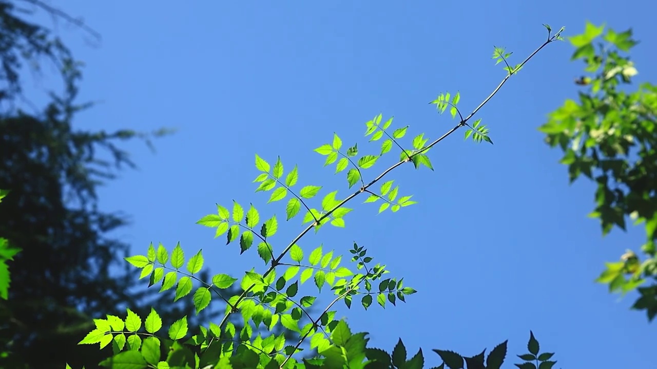 阳光落在树林中绿色枝叶上呈现的美感视频素材