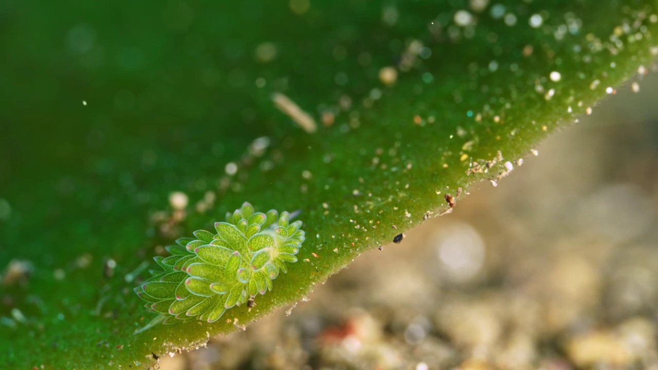 8K水下摄影海底小生物海蛞蝓绵羊海兔视频素材