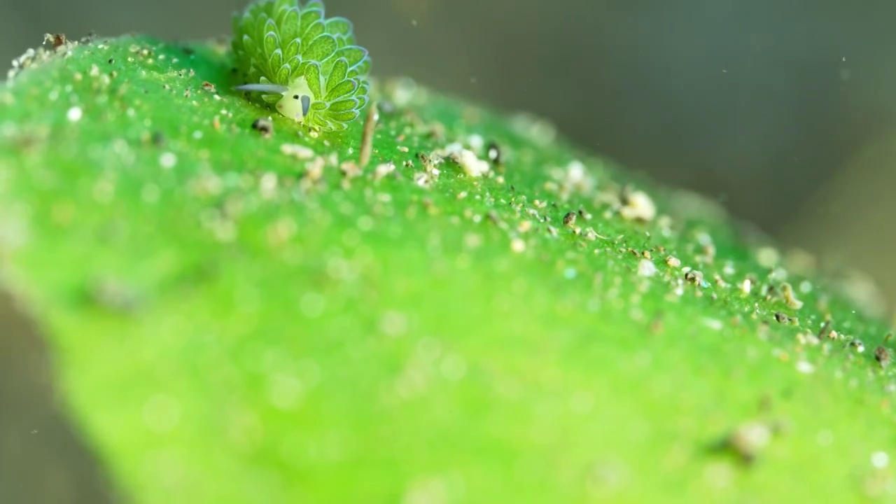 8K水下摄影海底小生物海蛞蝓绵羊海兔视频素材