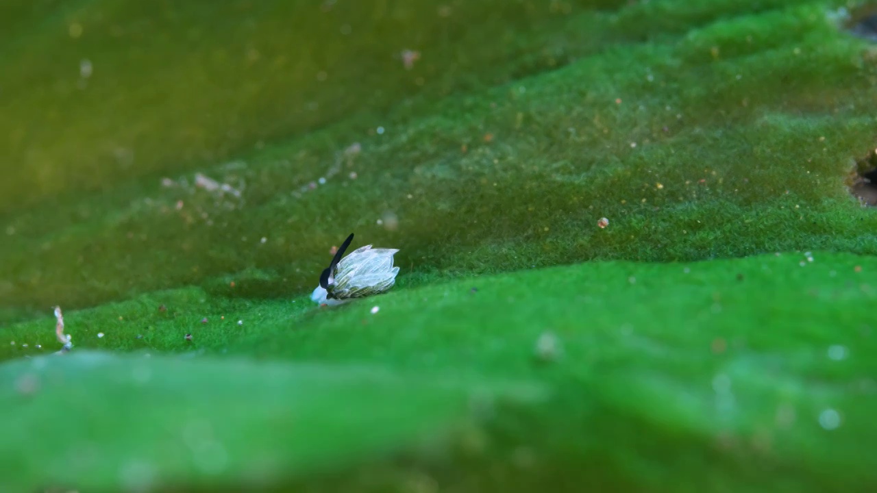 8K水下摄影海底小生物海蛞蝓绵羊海兔视频素材