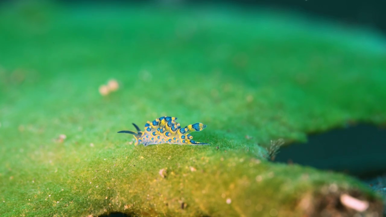 水下摄影海底小生物海蛞蝓蓝白色铅笔海蛞蝓海兔视频素材