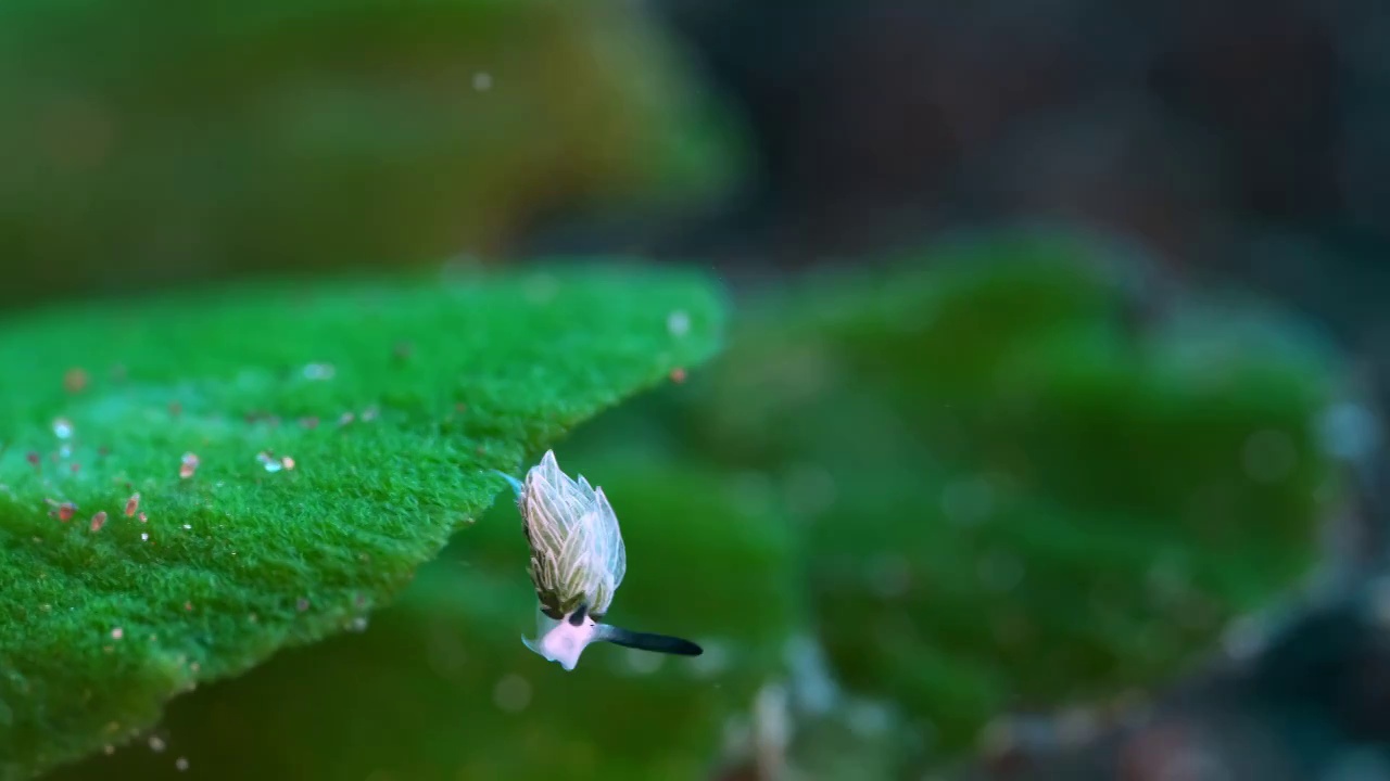 8K水下摄影海底小生物海蛞蝓绵羊海兔视频素材