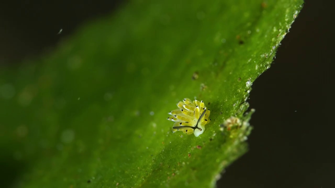 8K水下摄影海底小生物海蛞蝓绵羊海兔视频素材