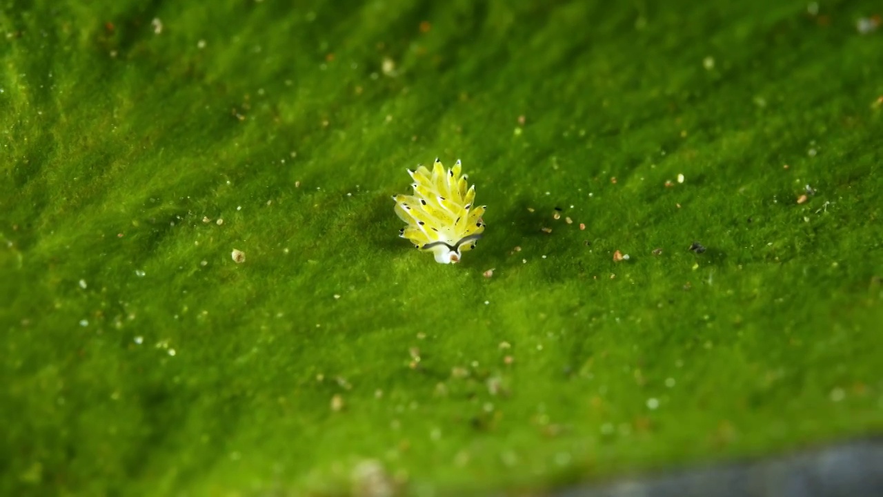 8K水下摄影海底小生物海蛞蝓绵羊海兔视频素材