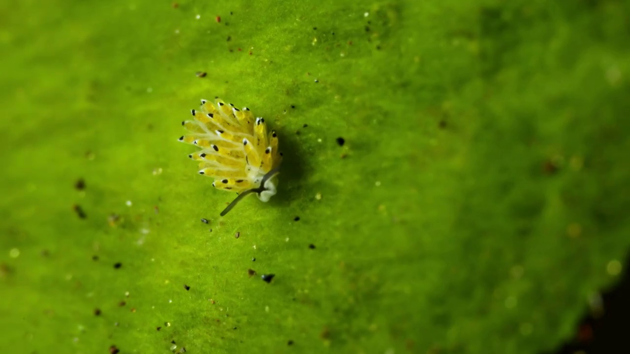 8K水下摄影海底小生物海蛞蝓绵羊海兔视频素材