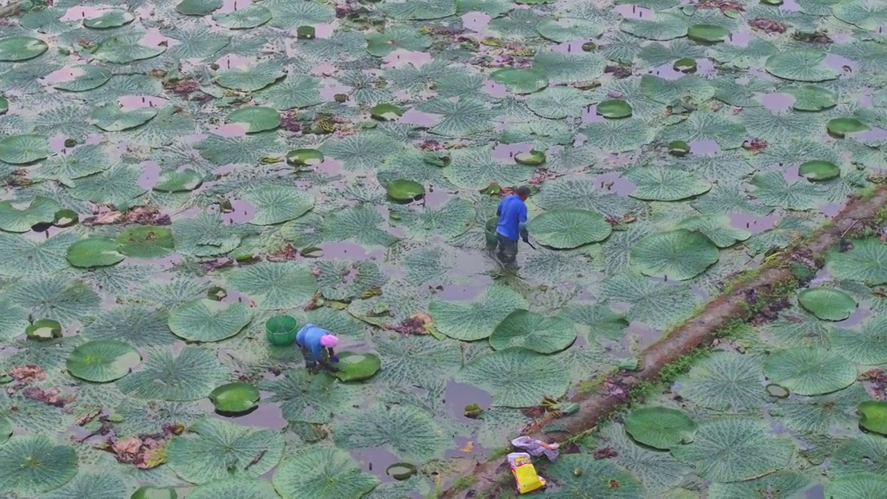 苏州吴中甪直的鸡头米收获与采摘航拍视频素材