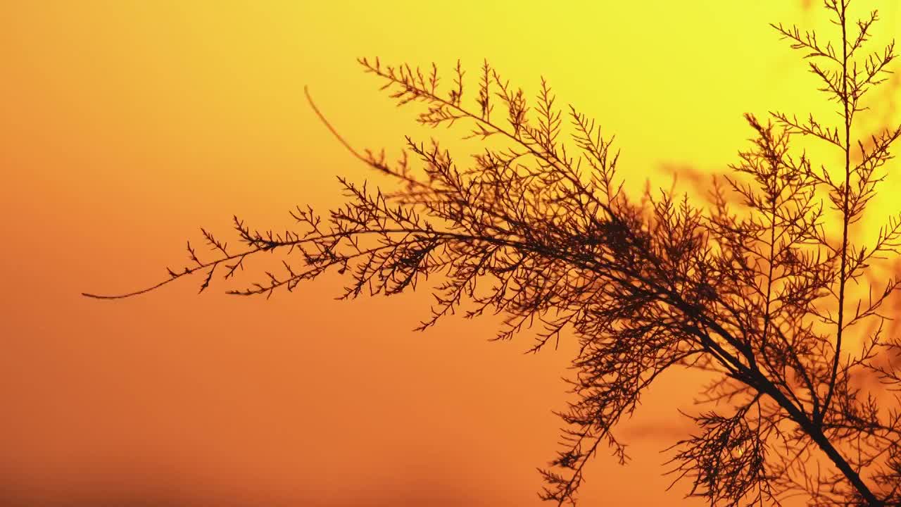 秋天黄昏夕阳下的植物剪影唯美空镜视频素材