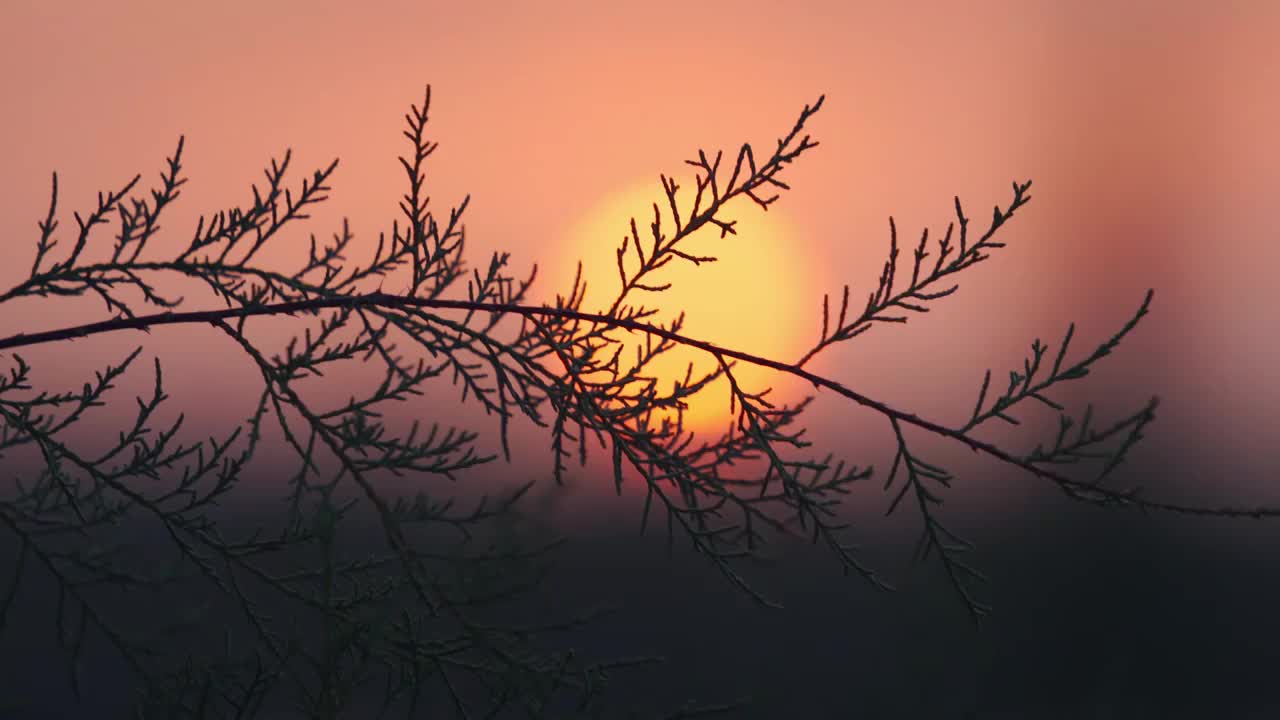 秋天黄昏夕阳下的植物剪影唯美空镜视频素材