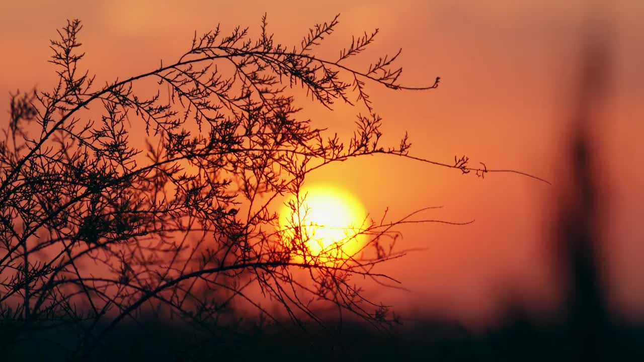 秋天黄昏夕阳下的植物剪影唯美空镜视频素材