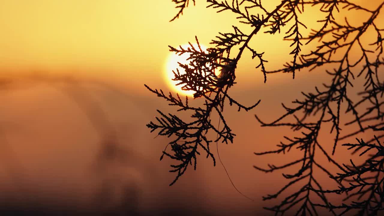 秋天黄昏夕阳下的植物剪影唯美空镜视频素材