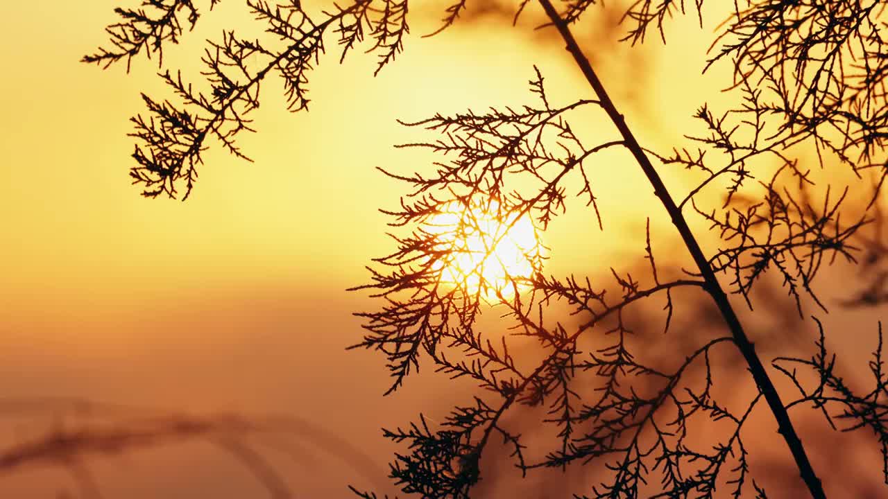 秋天黄昏夕阳下的植物剪影唯美空镜视频素材