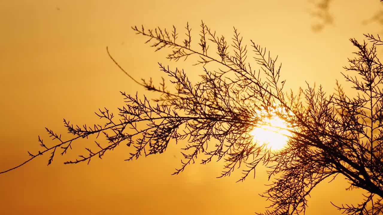 秋天黄昏夕阳下的植物剪影唯美空镜视频素材