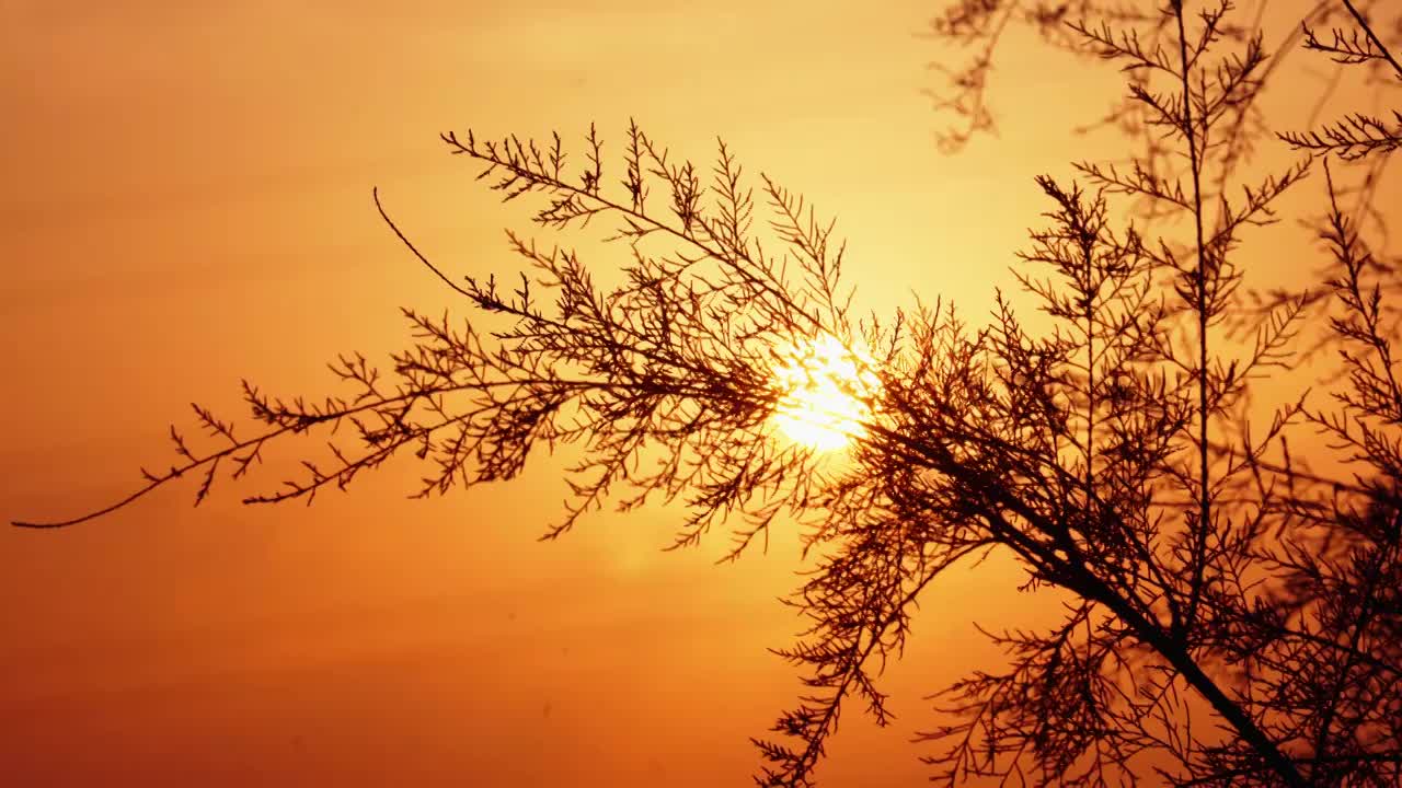 秋天黄昏夕阳下的植物剪影唯美空镜视频素材