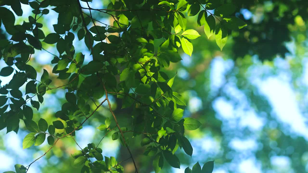 清晨的阳光透过茂盛的树叶的治愈感视频素材