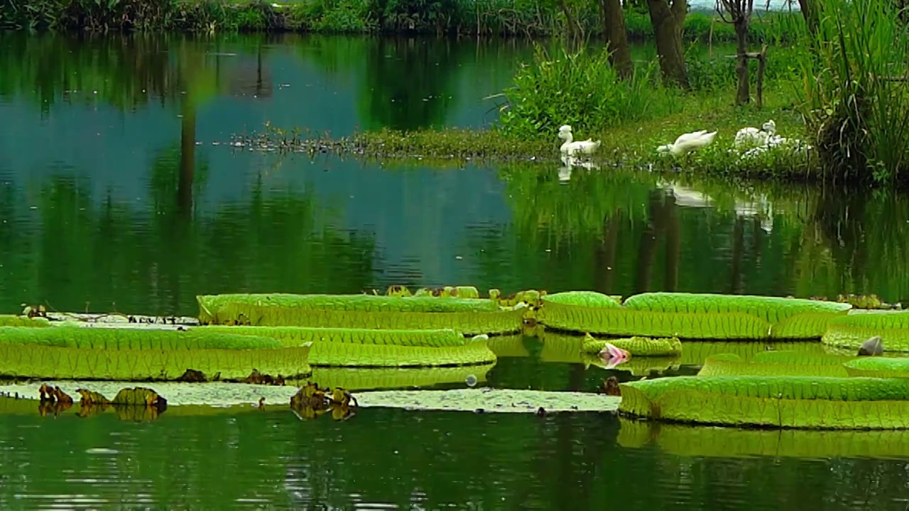 睡莲 王莲 凤头鸭 水 绿色 植物园生态 园林视频素材