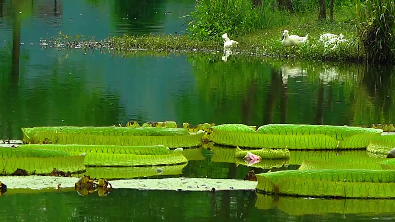 睡莲 王莲 凤头鸭 水 绿色 植物园生态 园林视频素材