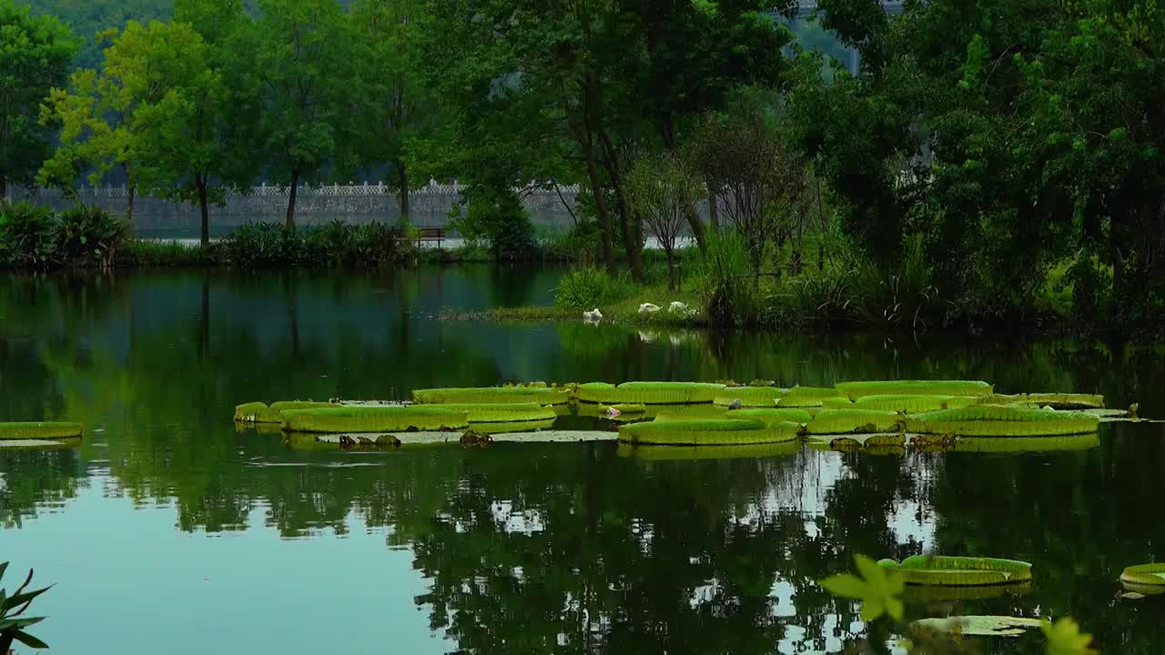 睡莲 王莲 凤头鸭 水 绿色 植物园生态 园林视频素材