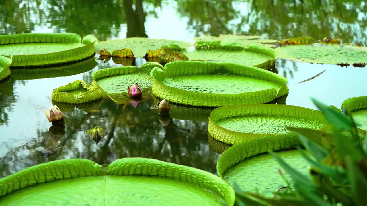 睡莲 王莲 凤头鸭 水 绿色 植物园生态 园林视频素材