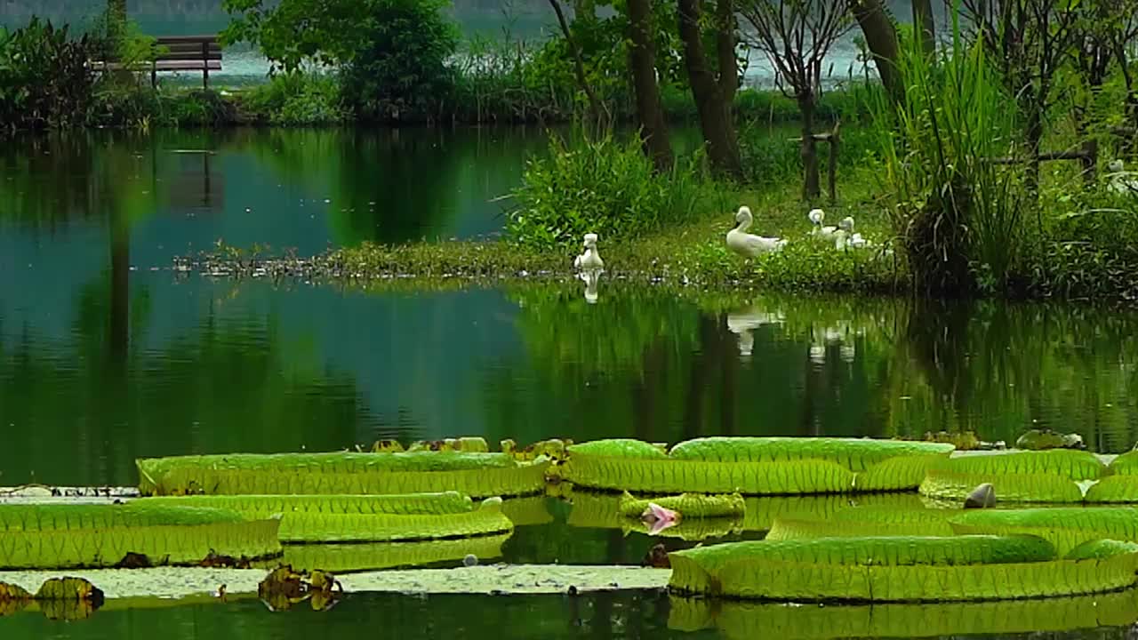 睡莲 王莲 凤头鸭 水 绿色 植物园生态 园林视频素材