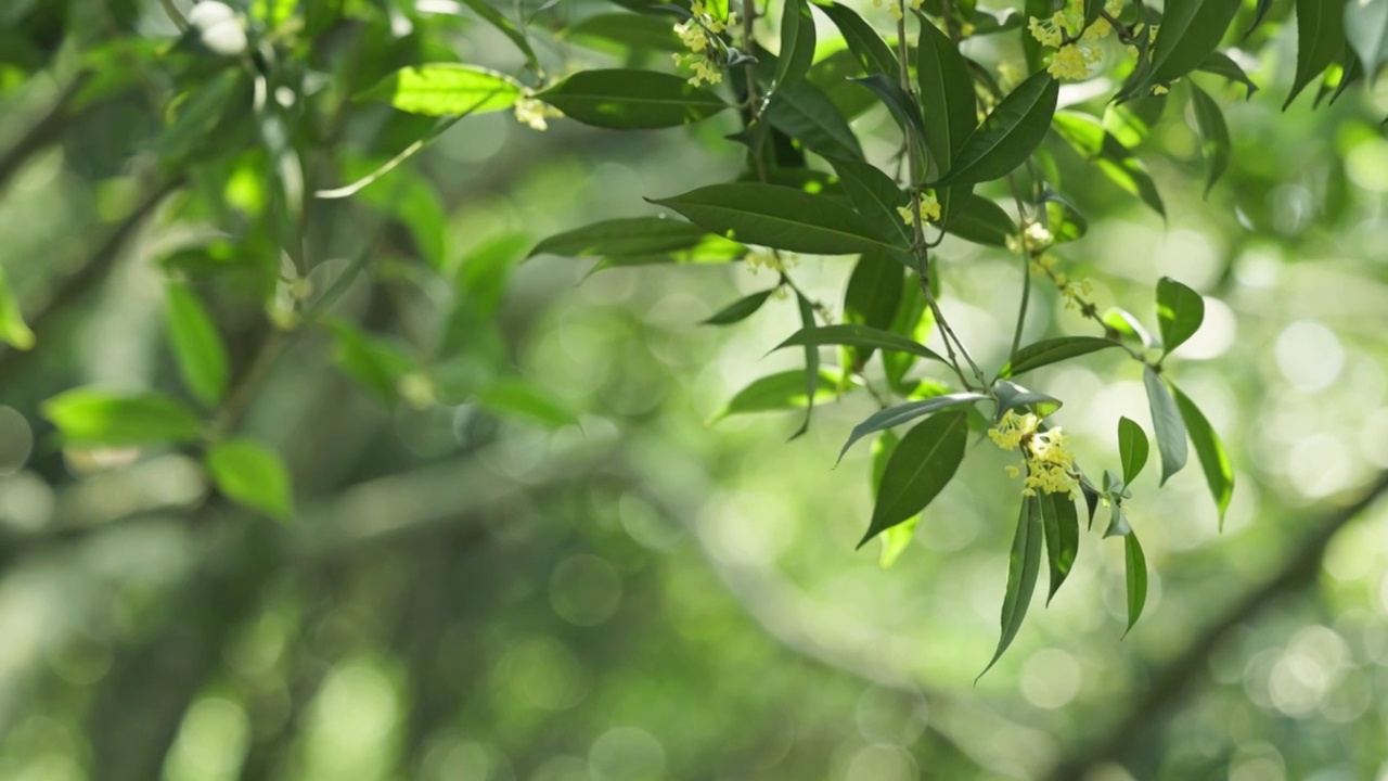 成都 桂湖公园 中式园林 公园里随风摆动 的桂花视频素材