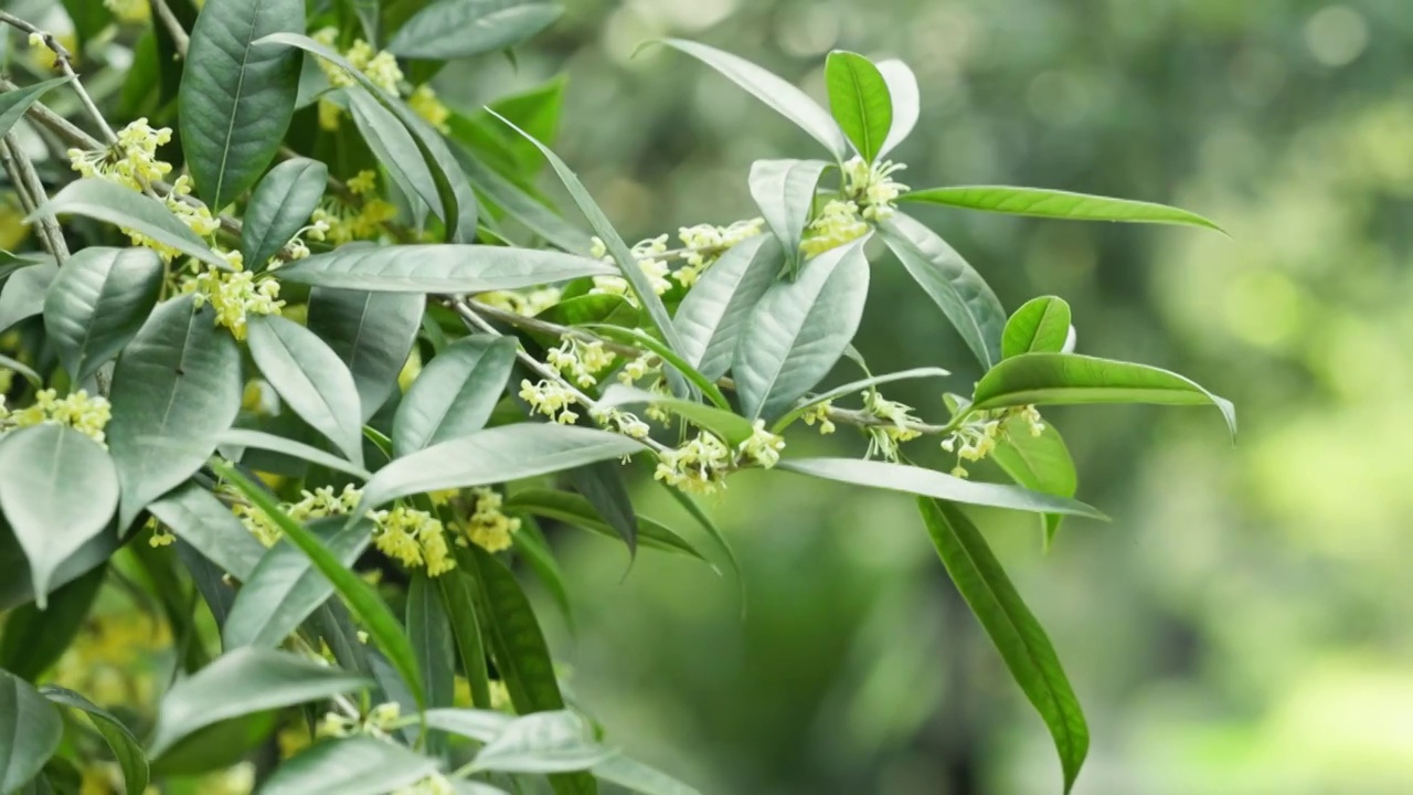 成都 桂湖公园 中式园林 公园里随风摆动 的桂花视频素材