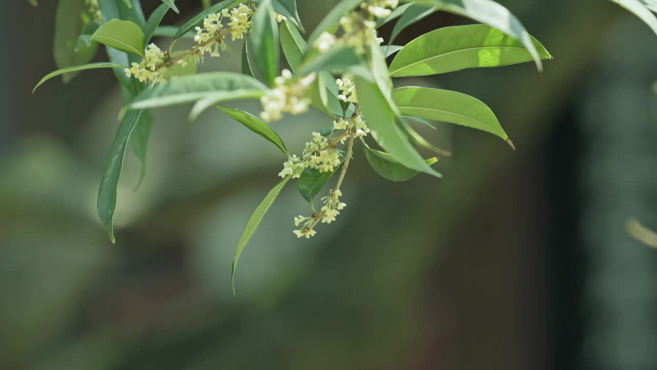 成都 桂湖公园 中式园林 公园里随风摆动 的桂花视频素材