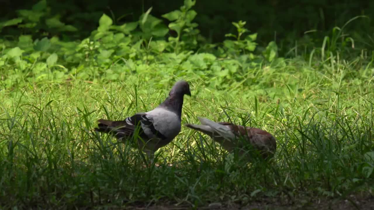 4K小鸟公园地上觅食实拍视频素材