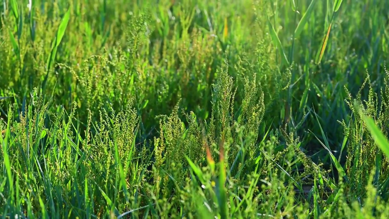 河北张北草原上阳光逆光透过绿草视频素材